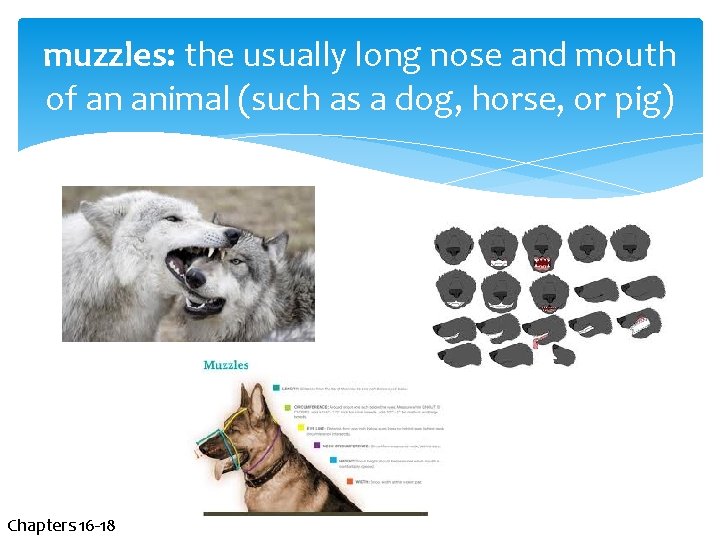 muzzles: the usually long nose and mouth of an animal (such as a dog,