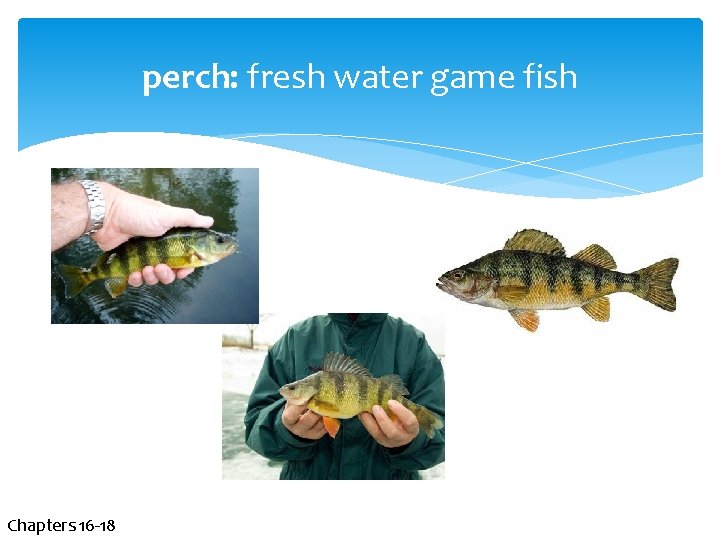 perch: fresh water game fish Chapters 16 -18 