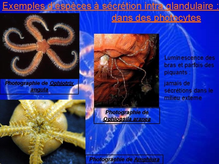 Exemples d’espèces à sécrétion intra glandulaire : dans des photocytes Luminescence des bras et