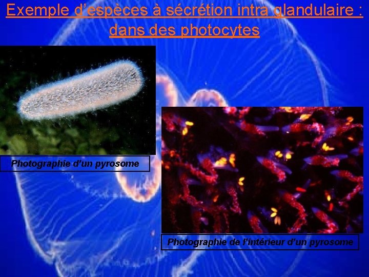 Exemple d’espèces à sécrétion intra glandulaire : dans des photocytes Photographie d’un pyrosome Photographie