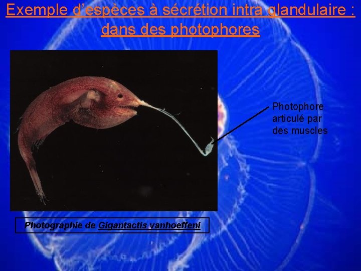 Exemple d’espèces à sécrétion intra glandulaire : dans des photophores Photophore articulé par des