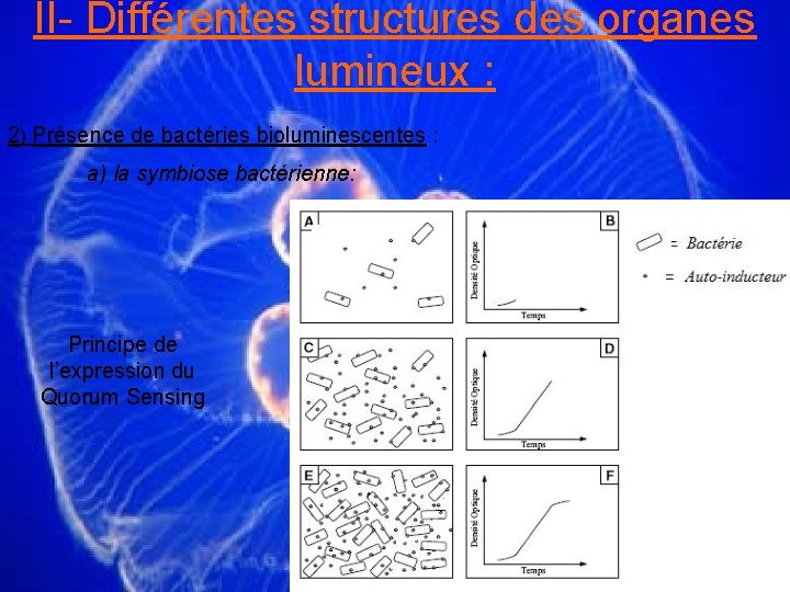 II- Différentes structures des organes lumineux : 2) Présence de bactéries bioluminescentes : a)