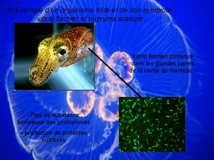 b) Exemple d’un organisme hôte et de son symbiote : vibrio fischeri et eupryma