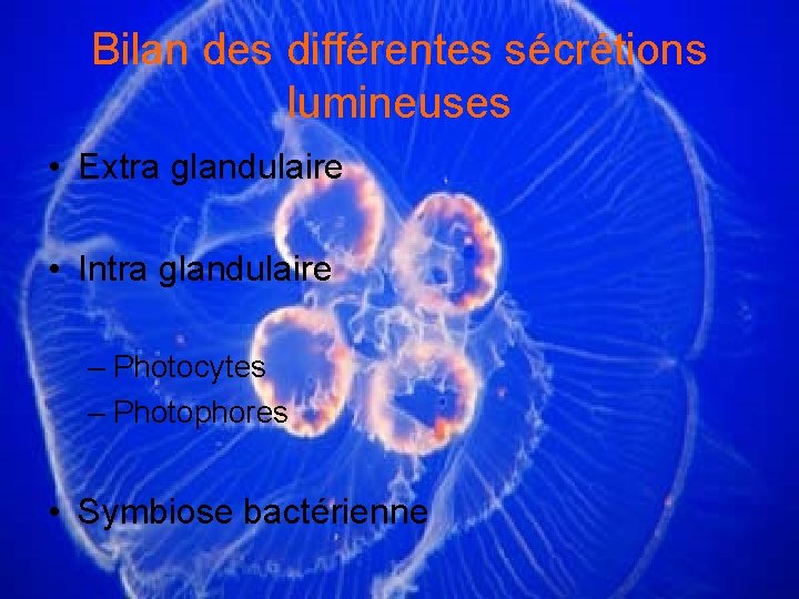 Bilan des différentes sécrétions lumineuses • Extra glandulaire • Intra glandulaire – Photocytes –