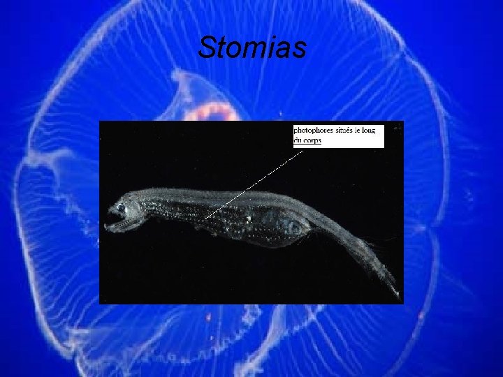 Stomias 