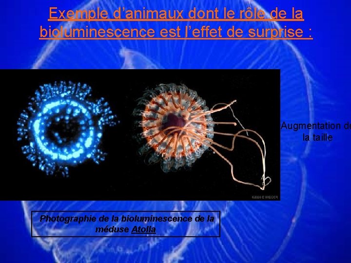 Exemple d’animaux dont le rôle de la bioluminescence est l’effet de surprise : Augmentation