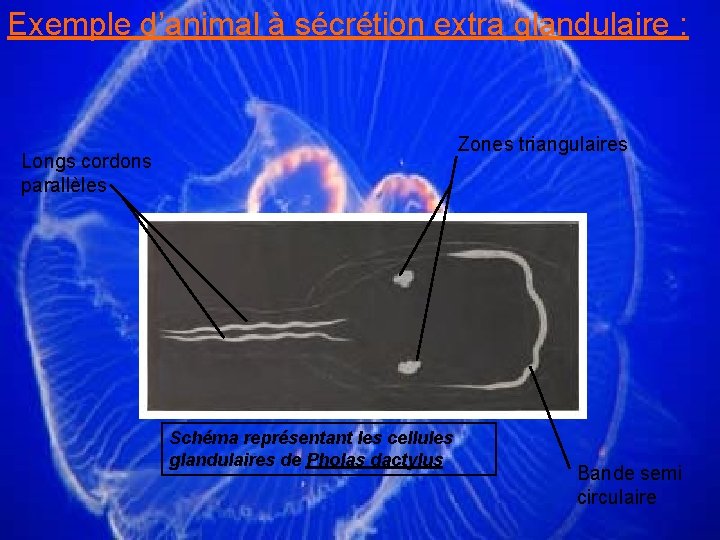 Exemple d’animal à sécrétion extra glandulaire : Zones triangulaires Longs cordons parallèles Schéma représentant