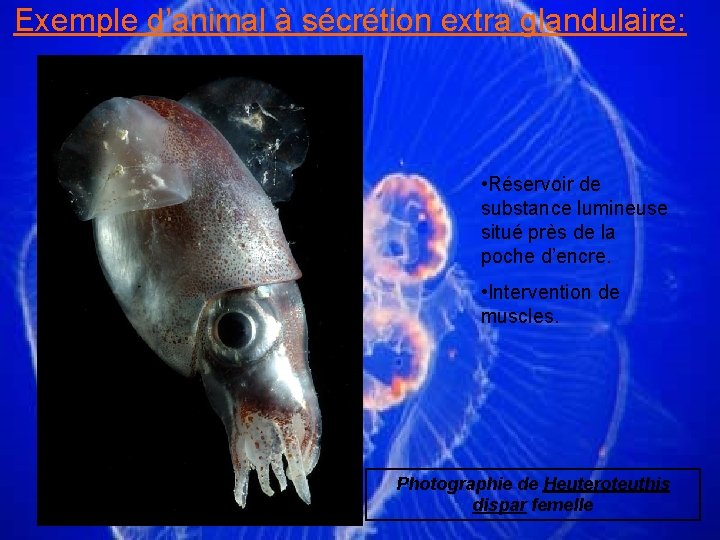 Exemple d’animal à sécrétion extra glandulaire: • Réservoir de substance lumineuse situé près de