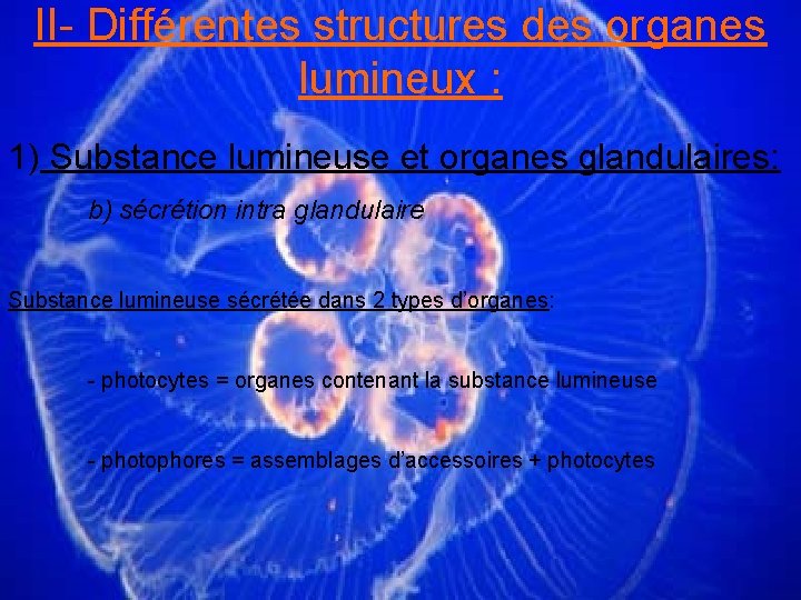 II- Différentes structures des organes lumineux : 1) Substance lumineuse et organes glandulaires: b)