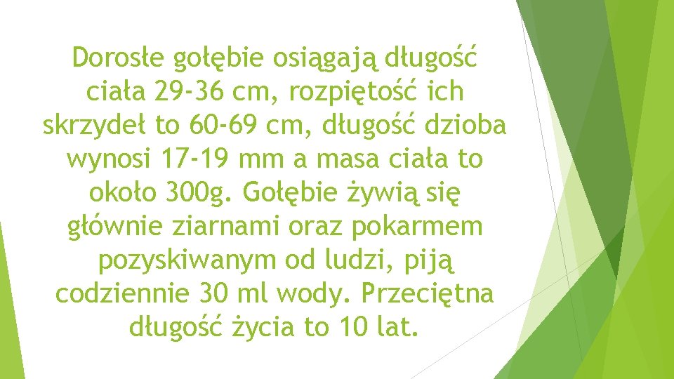 Dorosłe gołębie osiągają długość ciała 29 -36 cm, rozpiętość ich skrzydeł to 60 -69