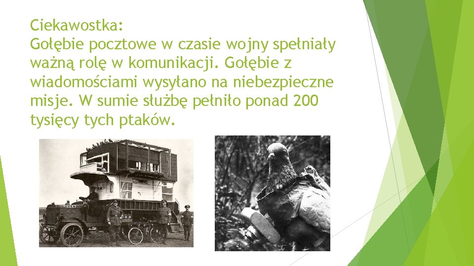 Ciekawostka: Gołębie pocztowe w czasie wojny spełniały ważną rolę w komunikacji. Gołębie z wiadomościami