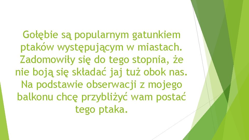 Gołębie są popularnym gatunkiem ptaków występującym w miastach. Zadomowiły się do tego stopnia, że