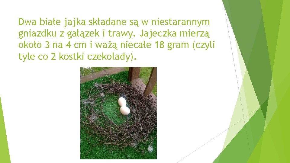 Dwa białe jajka składane są w niestarannym gniazdku z gałązek i trawy. Jajeczka mierzą