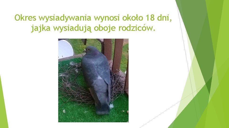 Okres wysiadywania wynosi około 18 dni, jajka wysiadują oboje rodziców. 