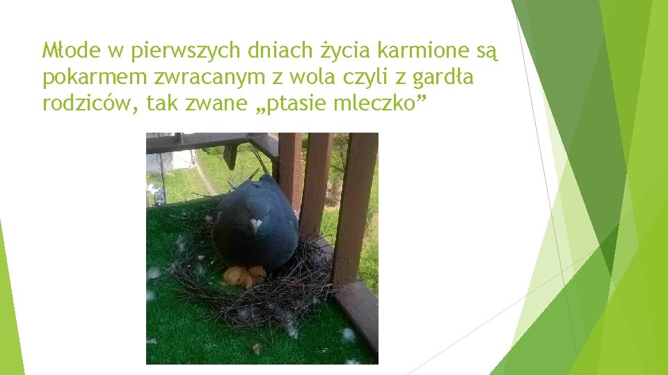 Młode w pierwszych dniach życia karmione są pokarmem zwracanym z wola czyli z gardła