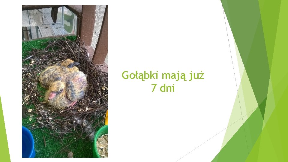 Gołąbki mają już 7 dni 