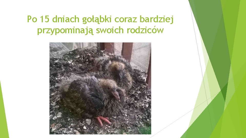 Po 15 dniach gołąbki coraz bardziej przypominają swoich rodziców 