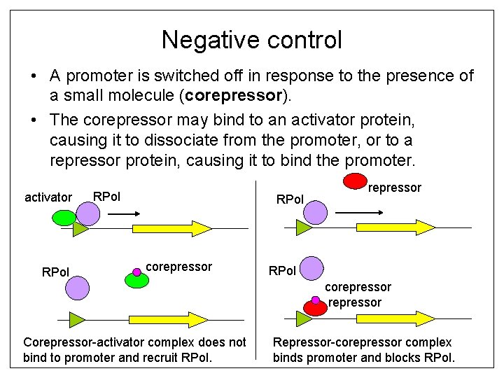 Negative control • A promoter is switched off in response to the presence of