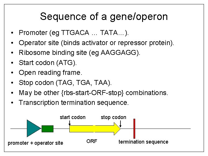 Sequence of a gene/operon • • Promoter (eg TTGACA … TATA…). Operator site (binds