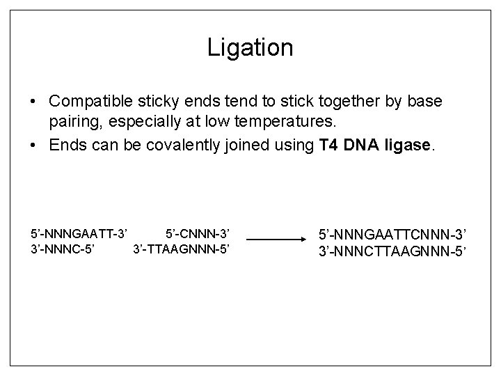 Ligation • Compatible sticky ends tend to stick together by base pairing, especially at