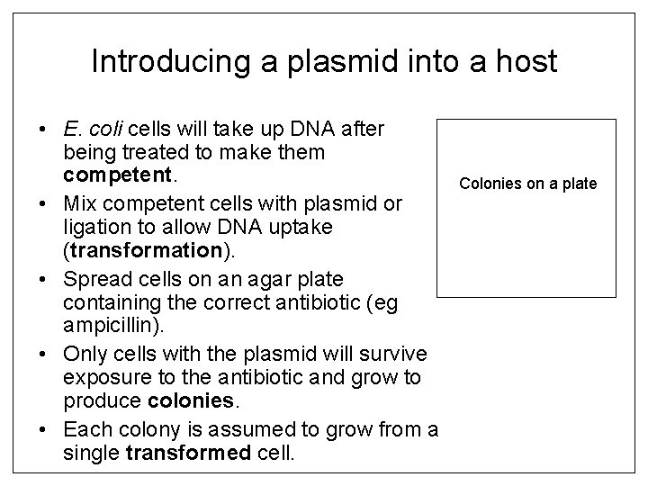 Introducing a plasmid into a host • E. coli cells will take up DNA