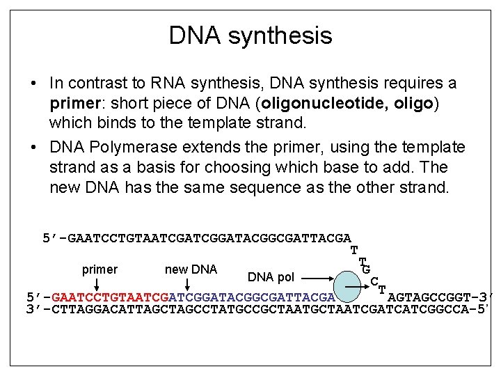 DNA synthesis • In contrast to RNA synthesis, DNA synthesis requires a primer: short