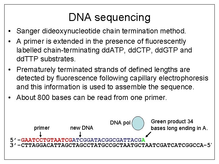 DNA sequencing • Sanger dideoxynucleotide chain termination method. • A primer is extended in