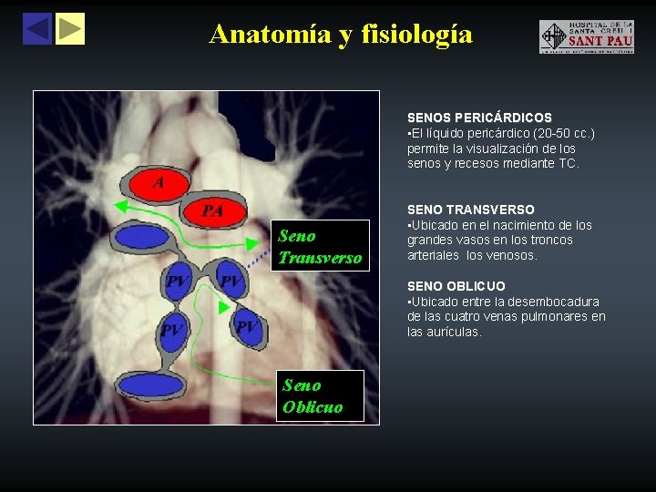 Anatomía y fisiología SENOS PERICÁRDICOS • El líquido pericárdico (20 -50 cc. ) permite