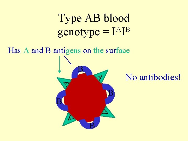 Type AB blood genotype = IAIB Has A and B antigens on the surface