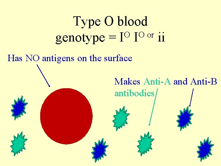 Type O blood genotype = IO IO or ii Has NO antigens on the