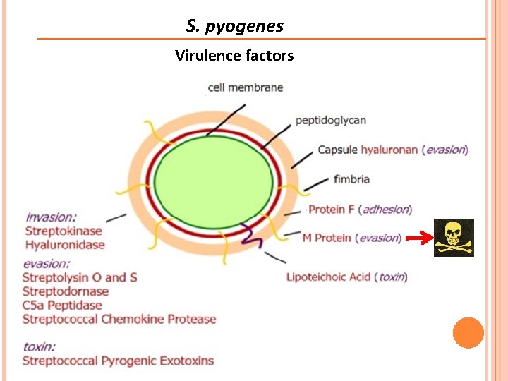 S. pyogenes Virulence factors 