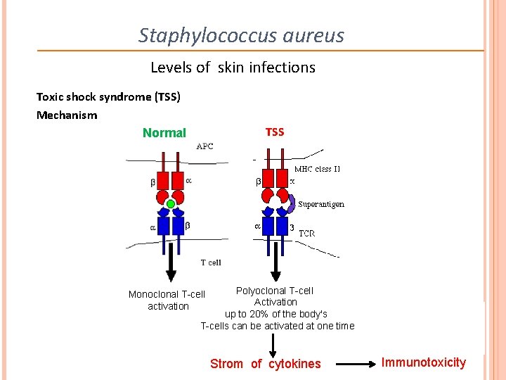 Staphylococcus aureus Levels of skin infections Toxic shock syndrome (TSS) Mechanism Normal TSS Polyoclonal
