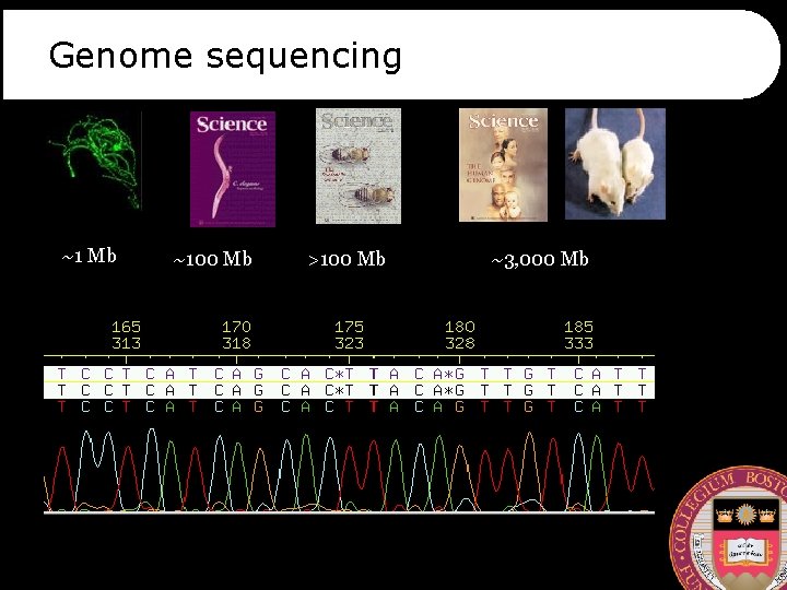 Genome sequencing ~1 Mb ~100 Mb >100 Mb ~3, 000 Mb 