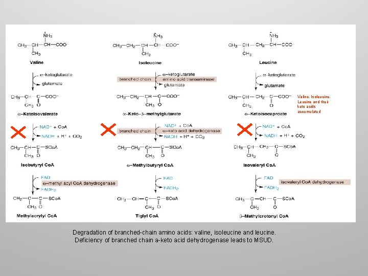 Valine, Isoleucine, Leucine and their keto acids accumulated Degradation of branched-chain amino acids: valine,