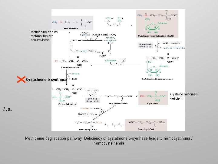 Methionine and its metabolites are accumulated Cystathione b-synthase Pag e 100 2 Cysteine becomes