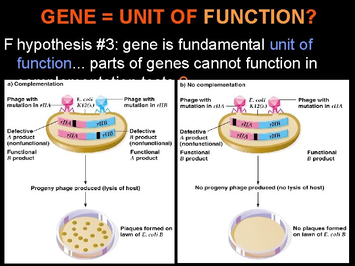 GENE = UNIT OF FUNCTION? F hypothesis #3: gene is fundamental unit of function.