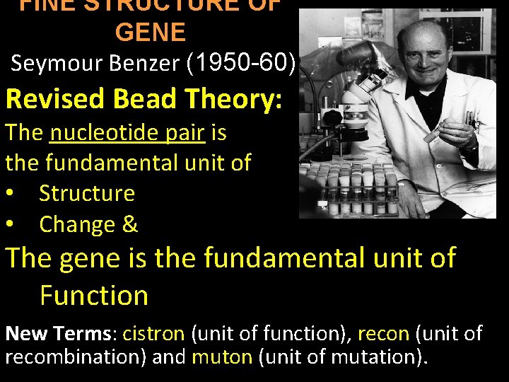 FINE STRUCTURE OF GENE Seymour Benzer (1950 -60) Revised Bead Theory: The nucleotide pair