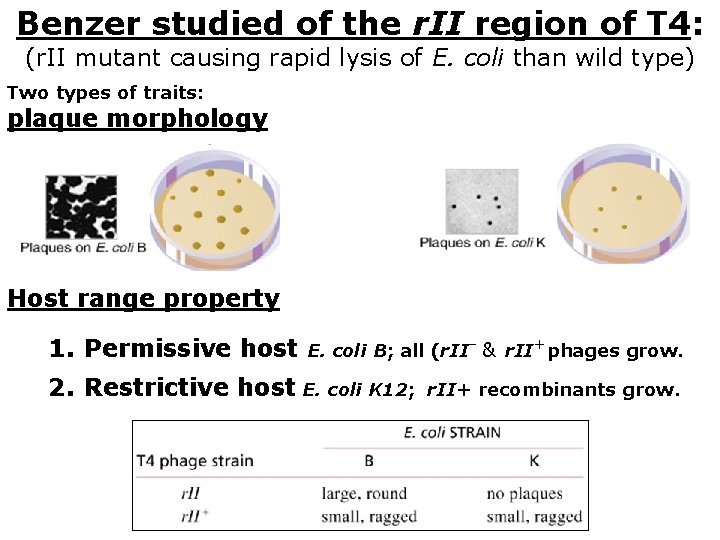 Benzer studied of the r. II region of T 4: (r. II mutant causing