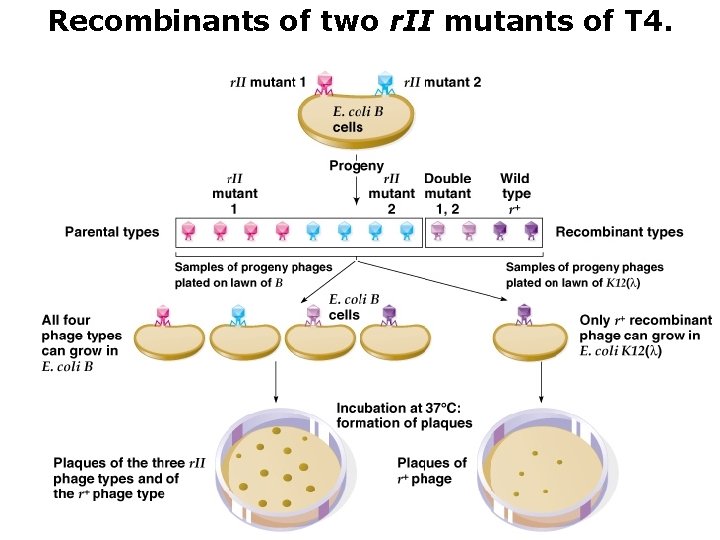 Recombinants of two r. II mutants of T 4. 