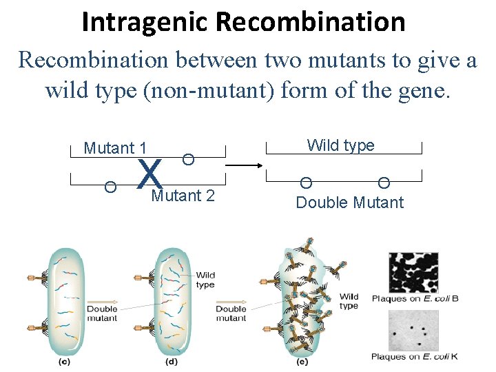 Intragenic Recombination between two mutants to give a wild type (non-mutant) form of the