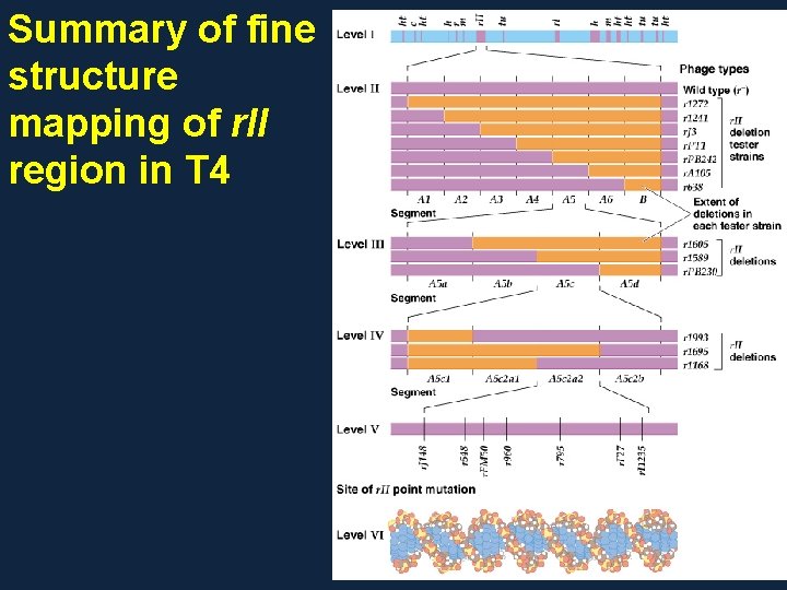 Summary of fine structure mapping of r. II region in T 4 