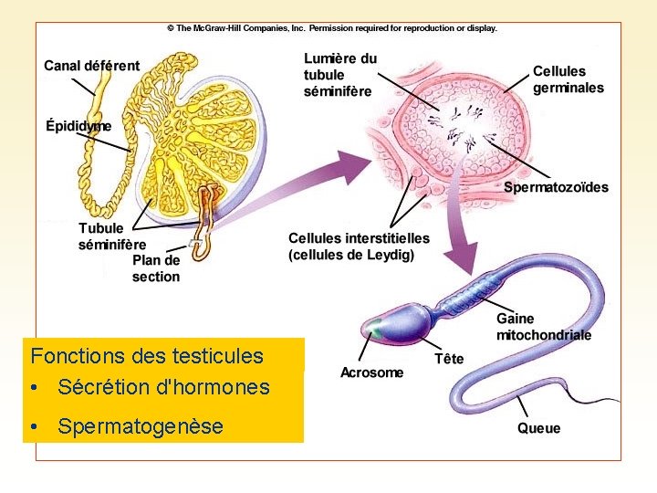 Fonctions des testicules • Sécrétion d'hormones • Spermatogenèse 
