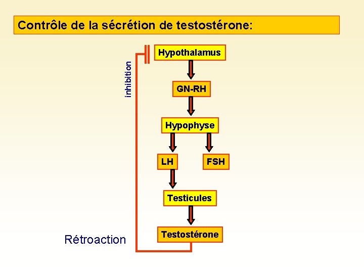 Contrôle de la sécrétion de testostérone: inhibition Hypothalamus GN-RH Hypophyse LH FSH Testicules Rétroaction