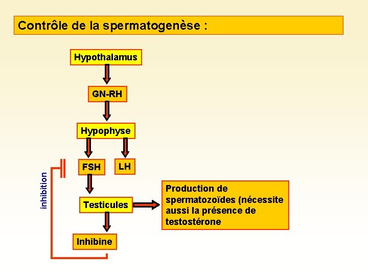 Contrôle de la spermatogenèse : Hypothalamus GN-RH Hypophyse inhibition FSH LH Testicules Inhibine Production