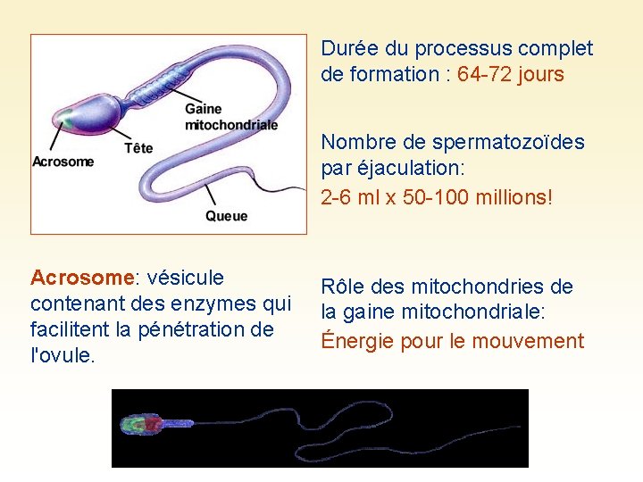 Durée du processus complet de formation : 64 -72 jours Nombre de spermatozoïdes par