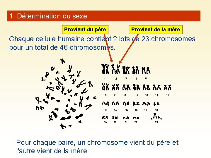 1. Détermination du sexe Provient du père Provient de la mère Chaque cellule humaine