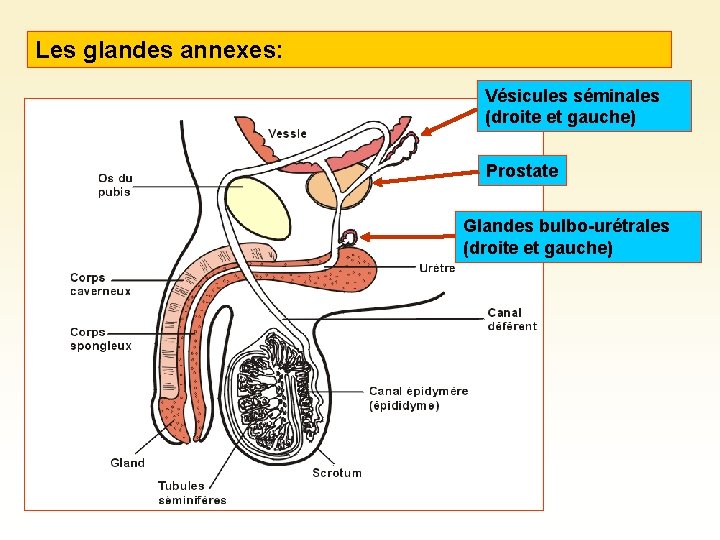 Les glandes annexes: Vésicules séminales (droite et gauche) Prostate Glandes bulbo-urétrales (droite et gauche)