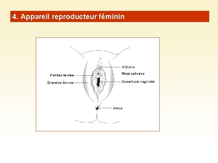 4. Appareil reproducteur féminin 