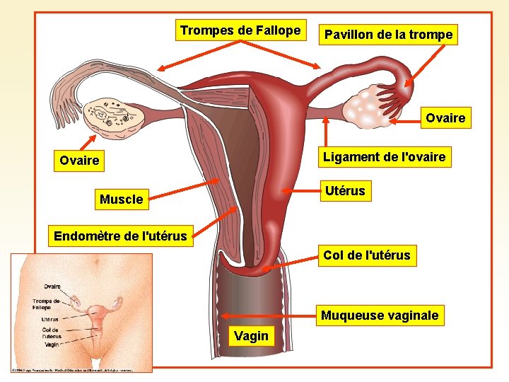 Trompes de Fallope Pavillon de la trompe Ovaire Ligament de l'ovaire Ovaire Utérus Muscle