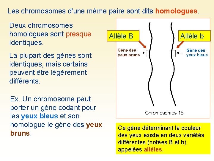 Les chromosomes d'une même paire sont dits homologues. Deux chromosomes homologues sont presque identiques.